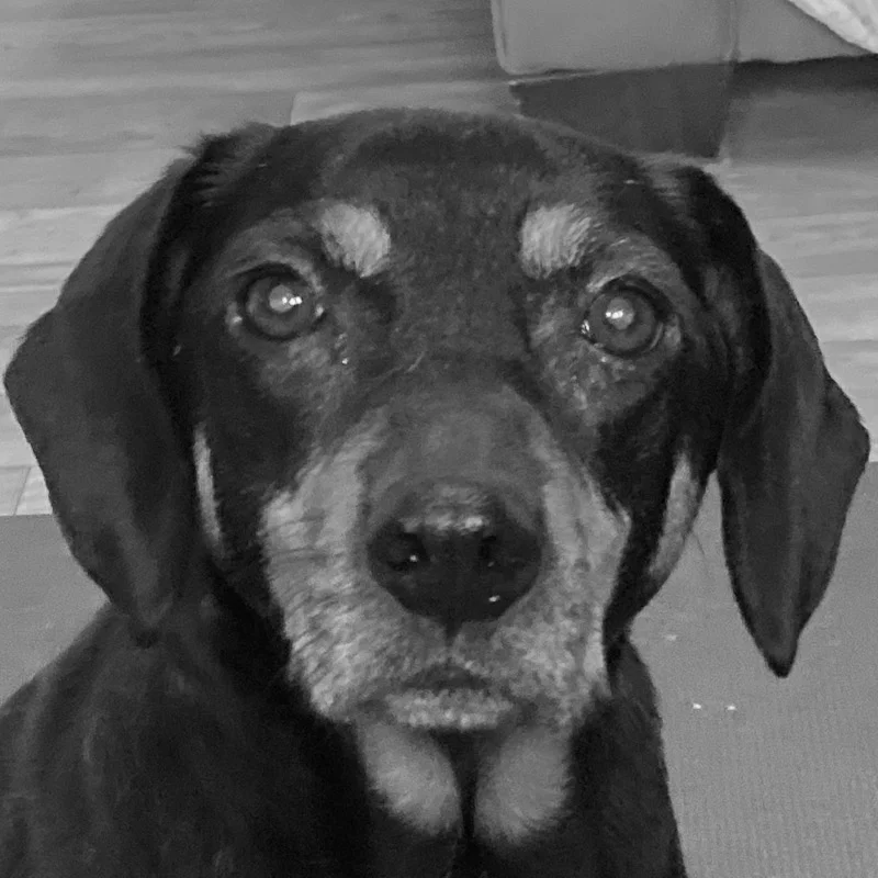 A black dog with lighter muzzle is looking directly into the camera with a steady gaze.
