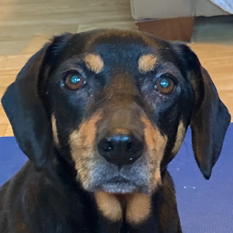 A black dog with a brown muzzle and two brown spots at eyebrows looks directly at the camera.