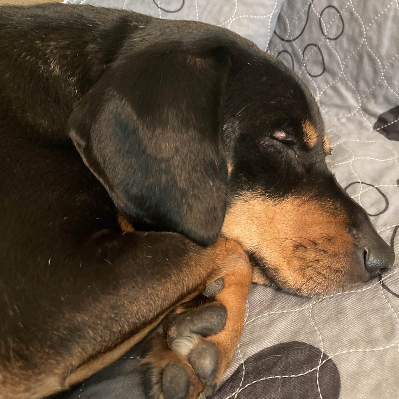 A black dog with a tan muzzle is sleeping.