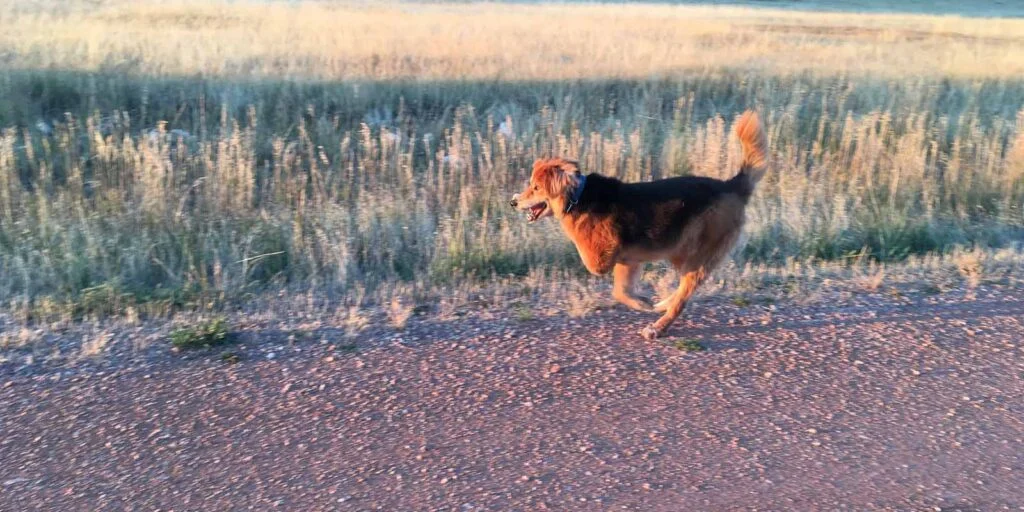 A large three legged black and brown shepherd is running on a gravel road with tail high in the air.