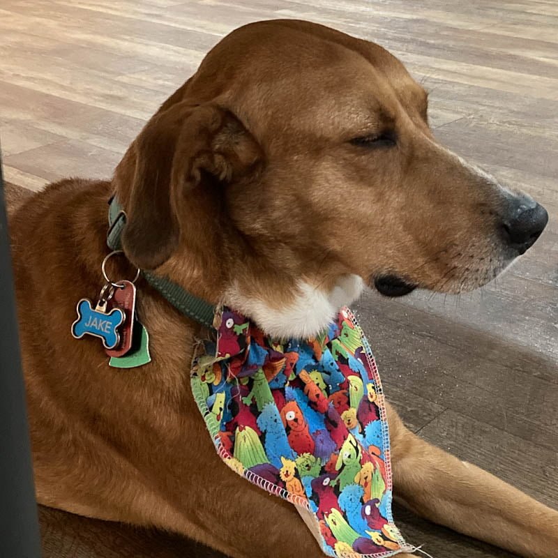 A brown dog wearing a colorful bandana is laying on the floor in an upright position with its eyes closed.