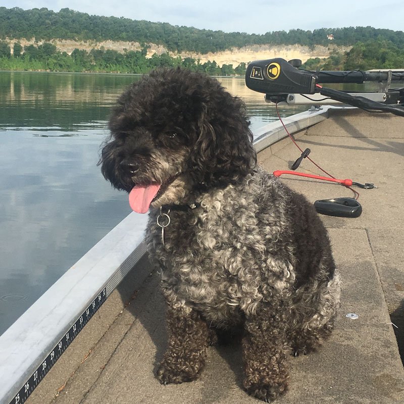 A small curly coated black and white dog is sitting in a boat with the lake and hillside view behind it.
