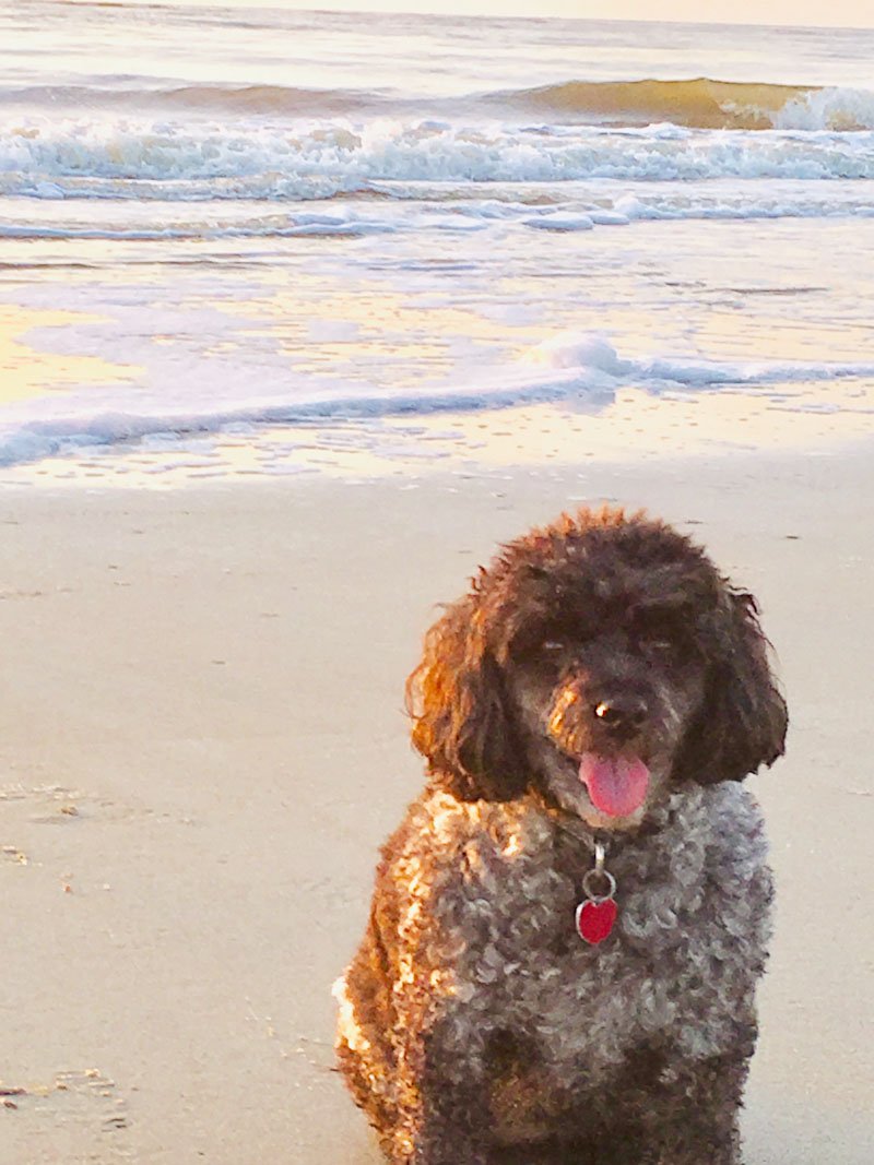 A small curly coated brown and white dog is sitting on the beach with the ocean behind it.