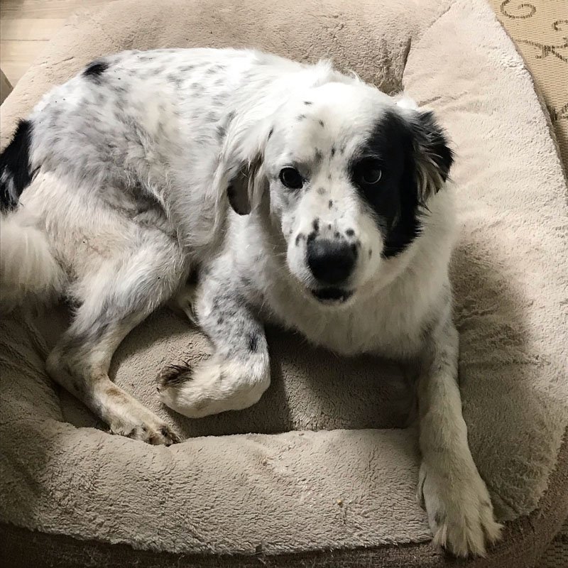 A large white and black dog is laying in his comfy bed looking at the camera.