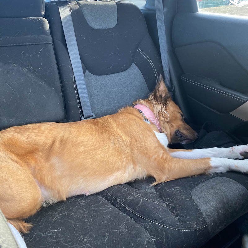 Brown dog with pink collar is sleeping in the back seat of a car and stretched all the way across the seat.
