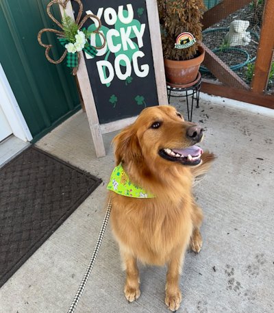 Yellow long haired lab wearing bright green bandana sits in front of a chalkboard with words that say "You Lucky Dog" and a St Patrick's Day decorative clover leaf.