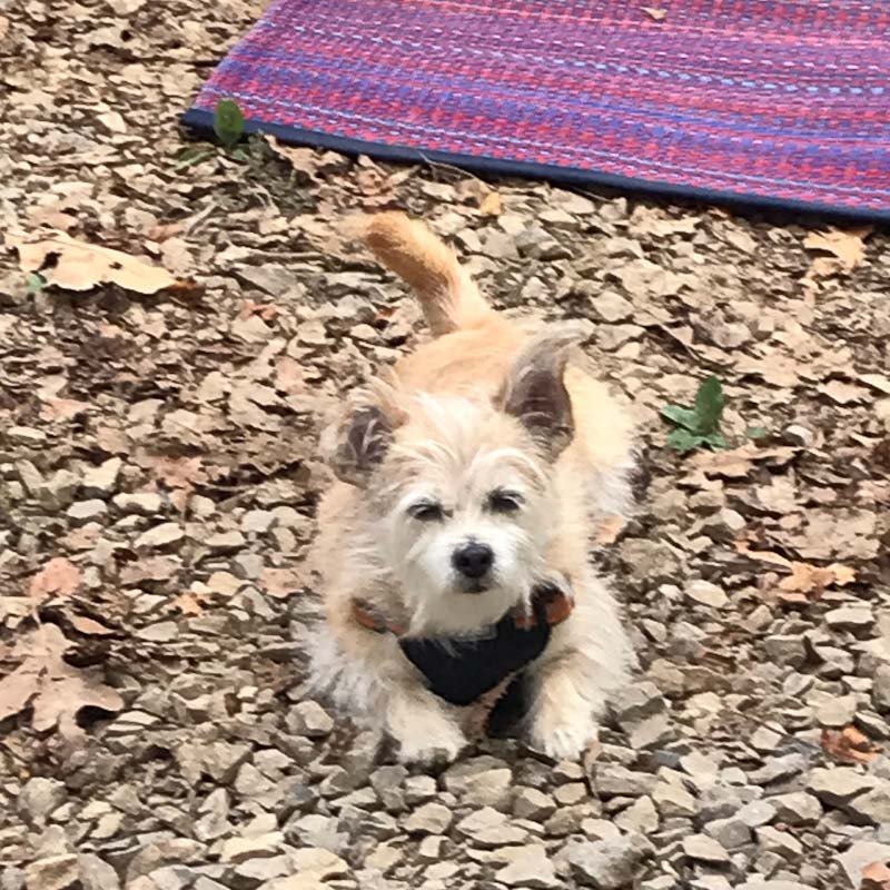 a sleepy eyed small brown dog is laying on the ground with a purple mat behind her.