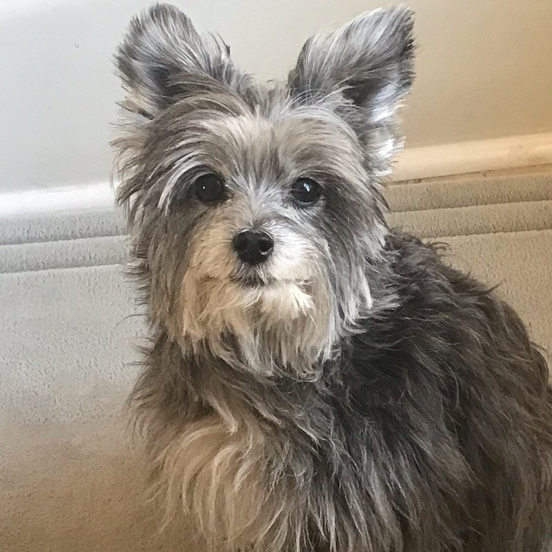 a small black dog with upright ears and a whitish muzzle is looking intently at the camera.